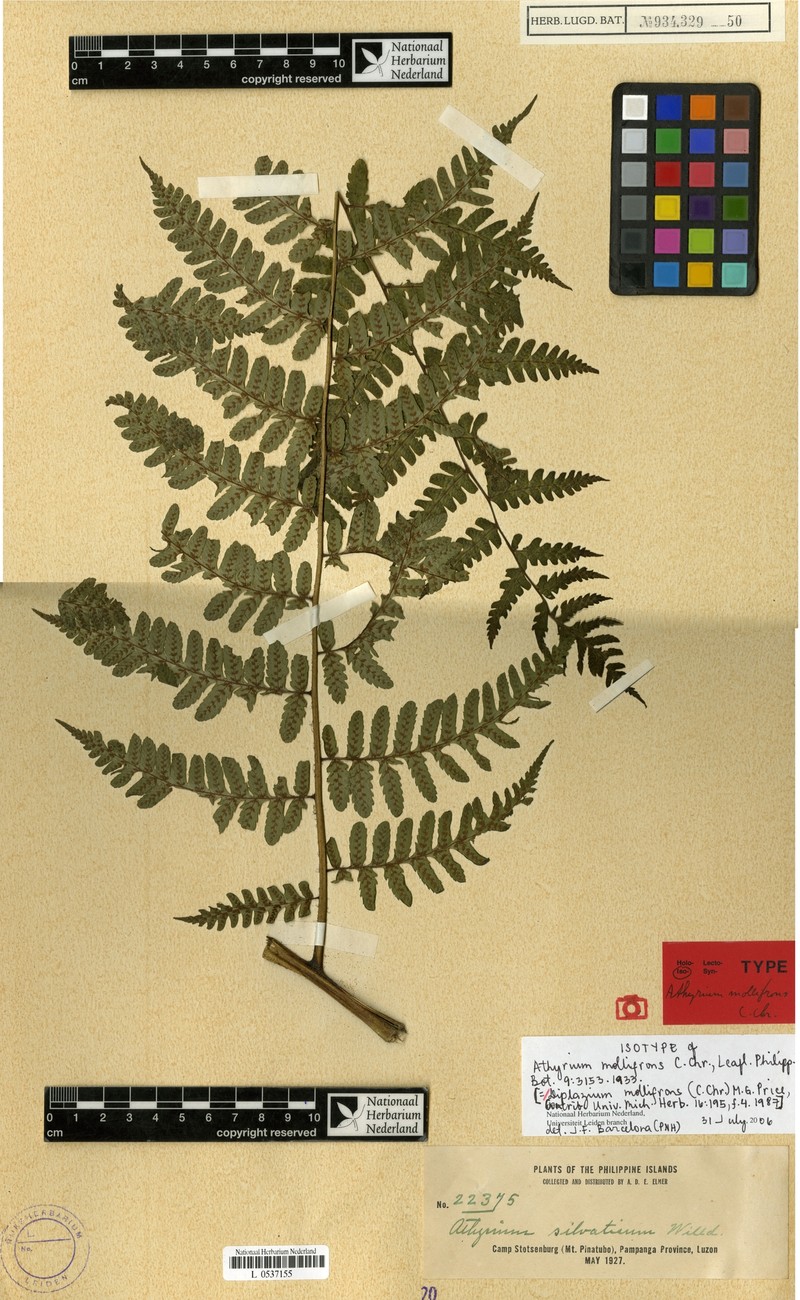 Diplazium mollifrons photo 2