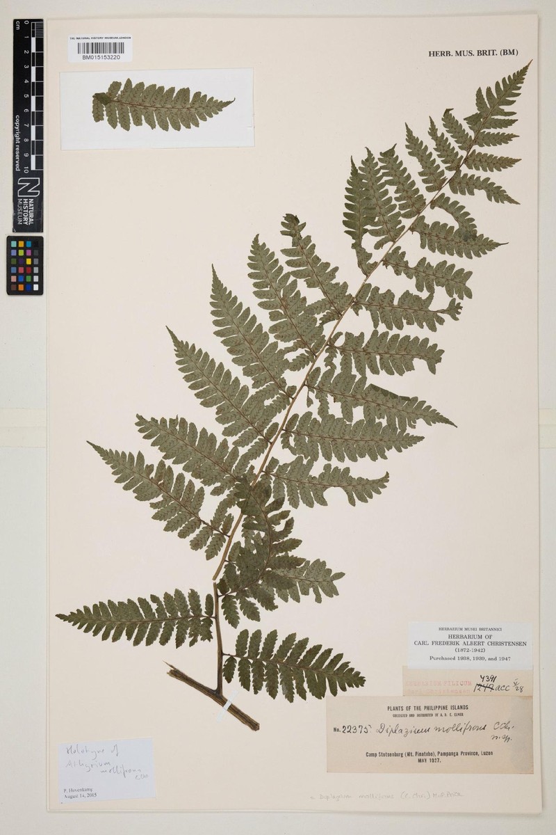 Diplazium mollifrons photo 3