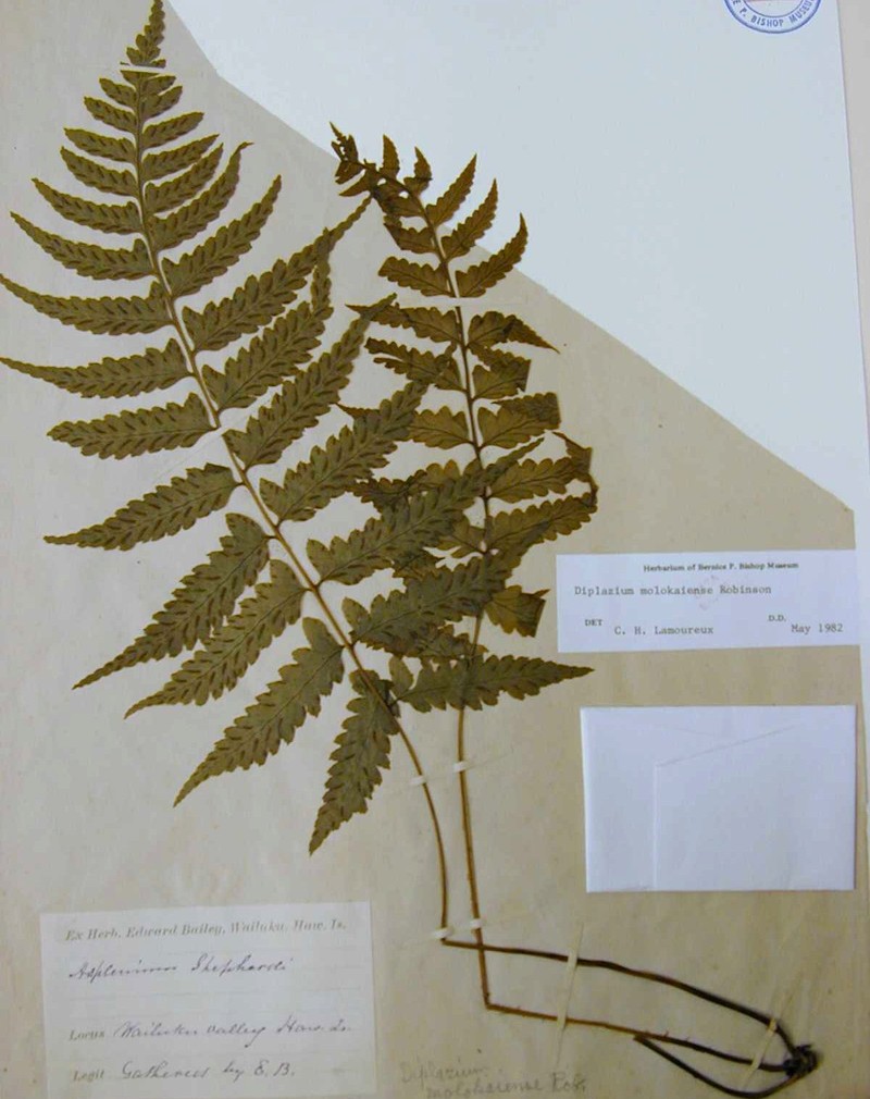 Molokai Twinsorus Fern