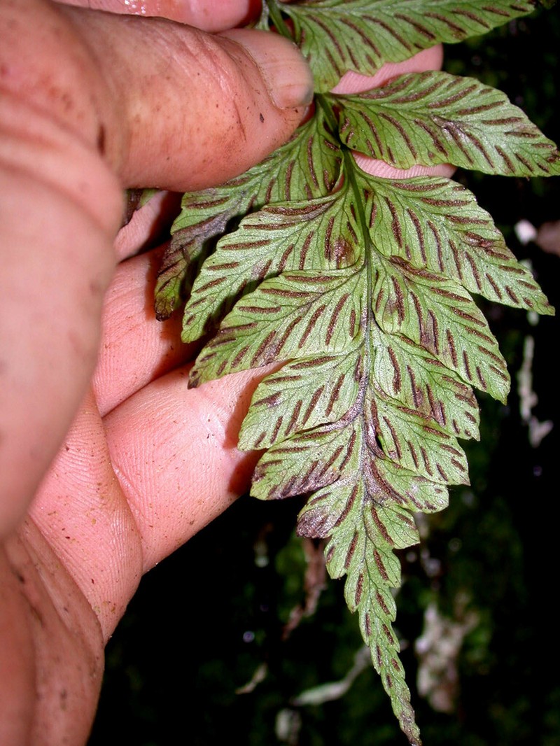 Molokai Twinsorus Fern photo 2