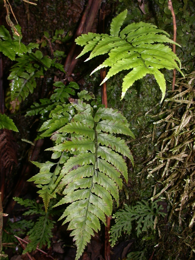 Molokai Twinsorus Fern photo 4