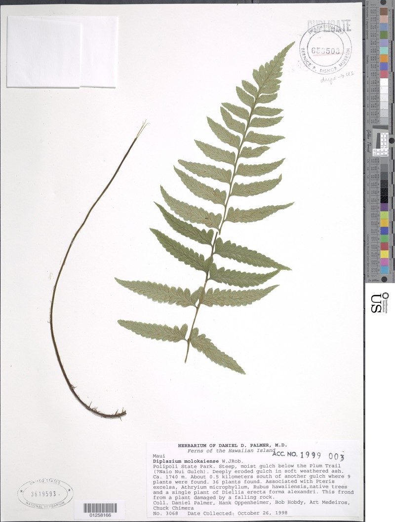 Molokai Twinsorus Fern photo 5