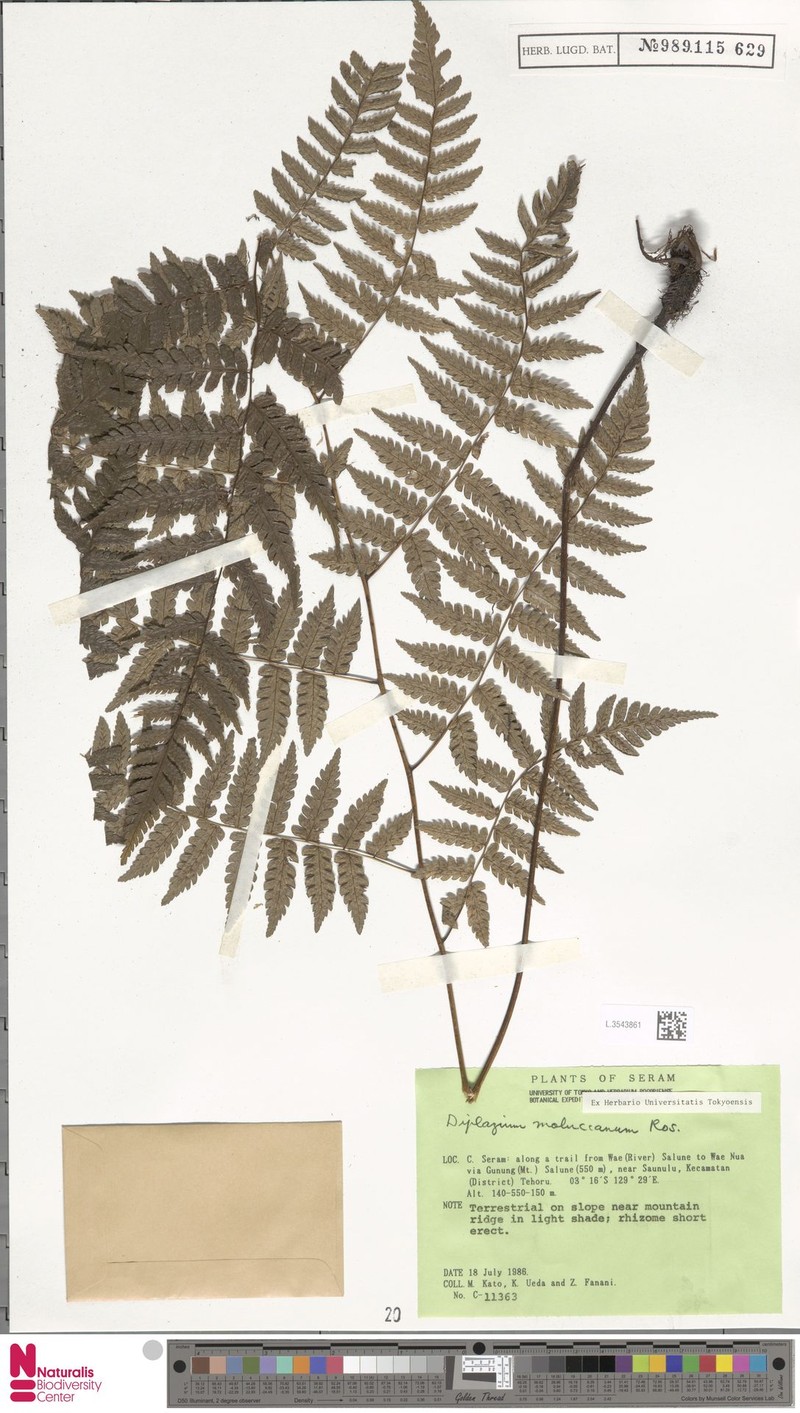 Diplazium moluccanum