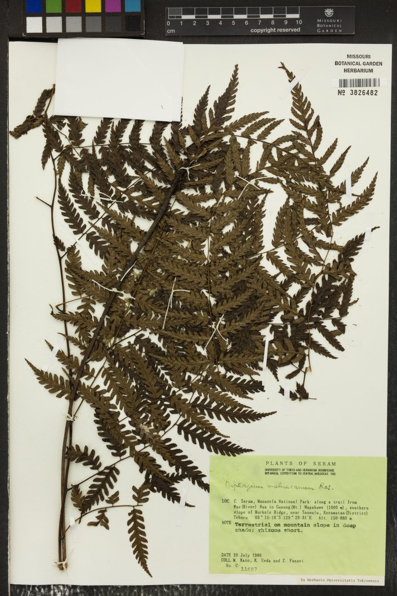 Diplazium moluccanum photo 3