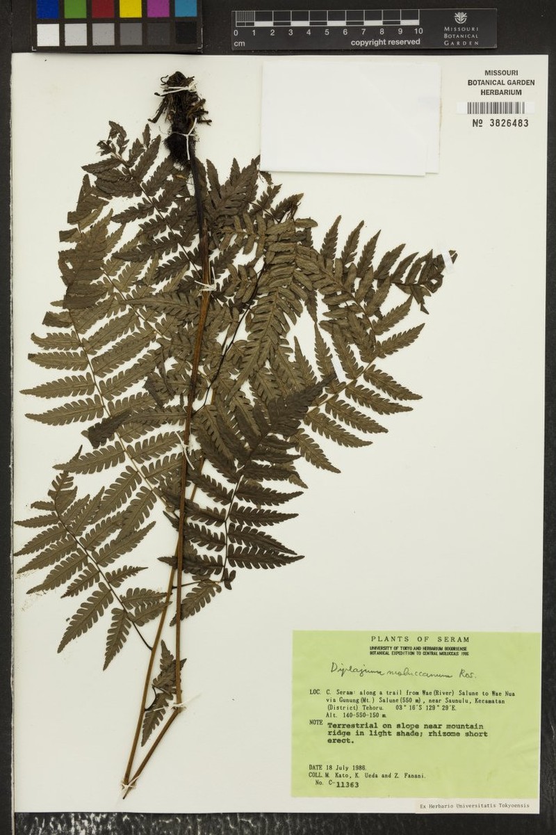 Diplazium moluccanum photo 4