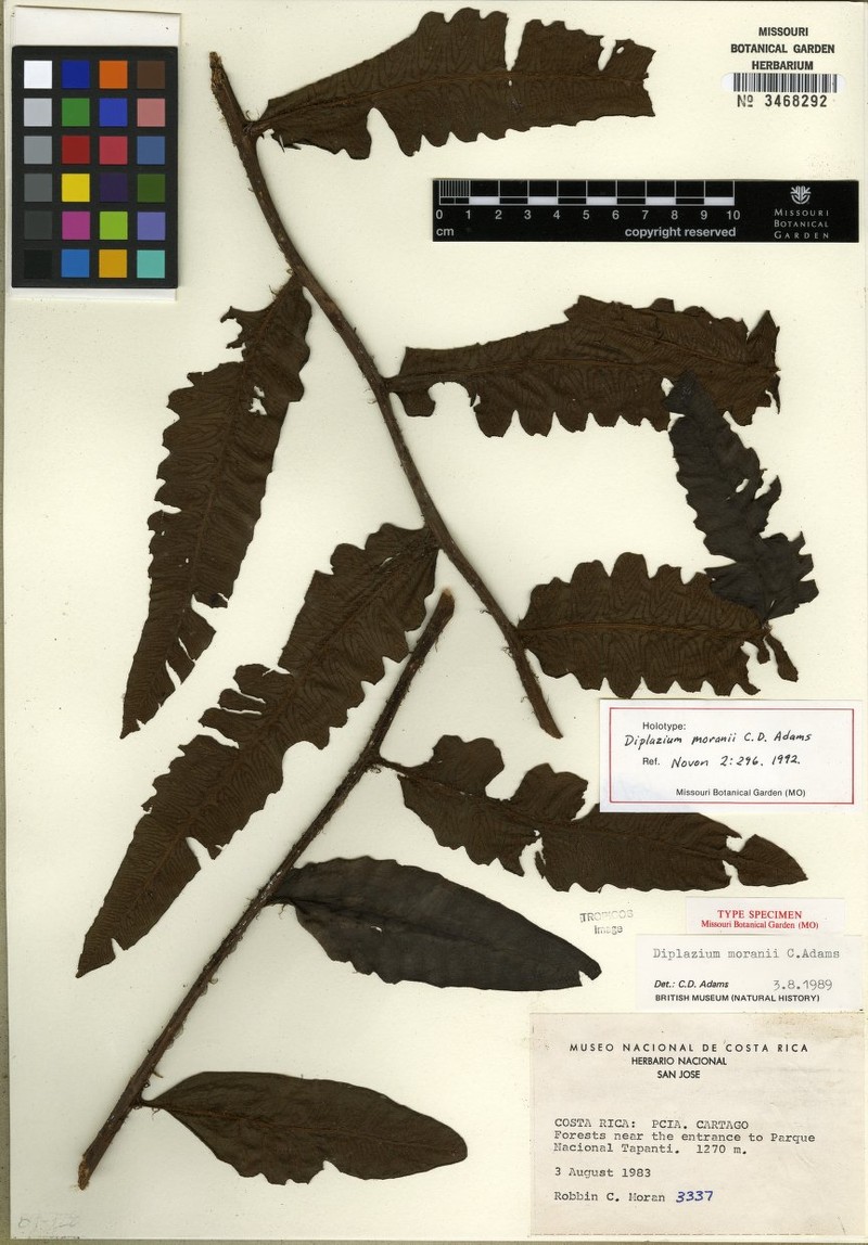 Diplazium moranii