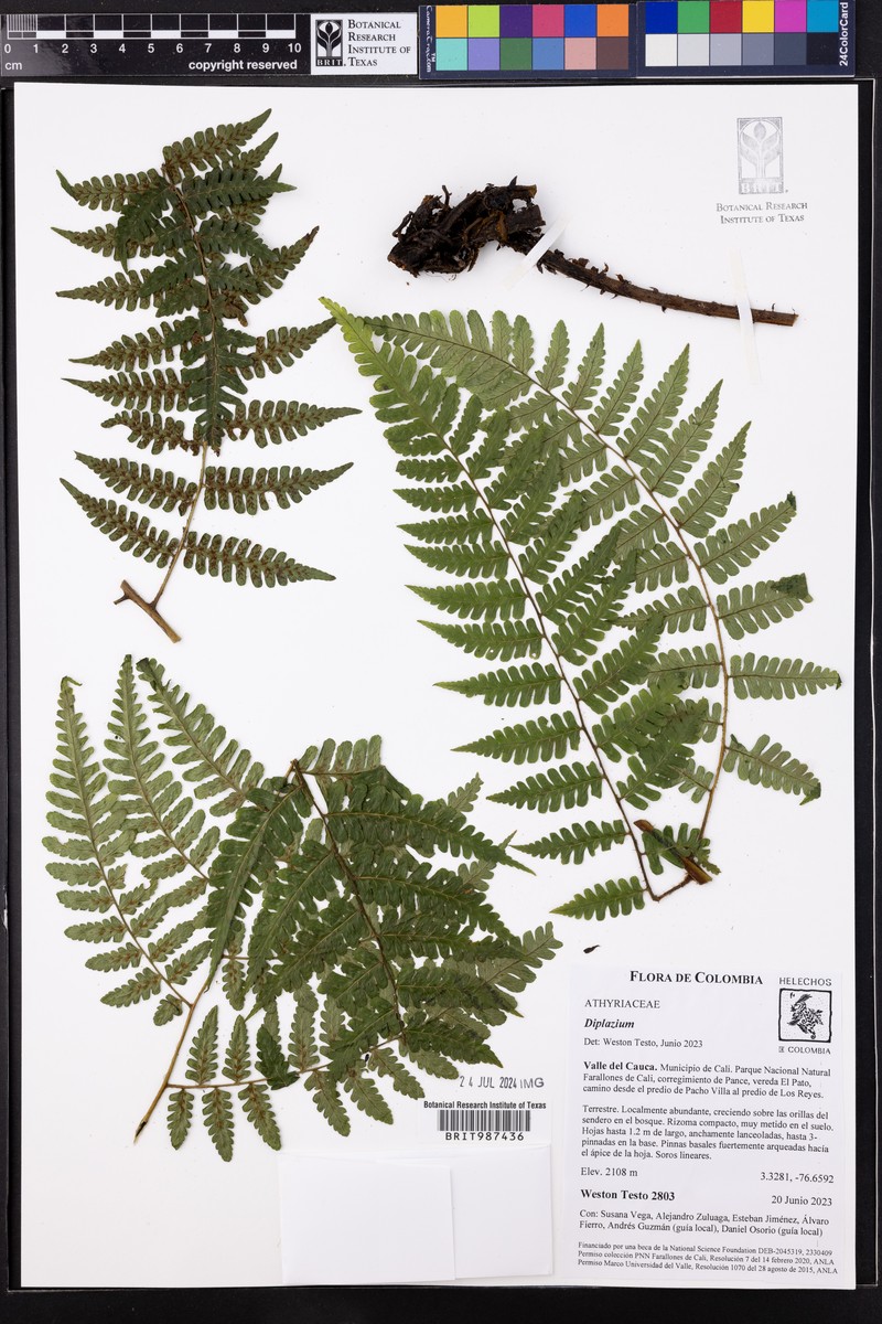 Diplazium moritzianum