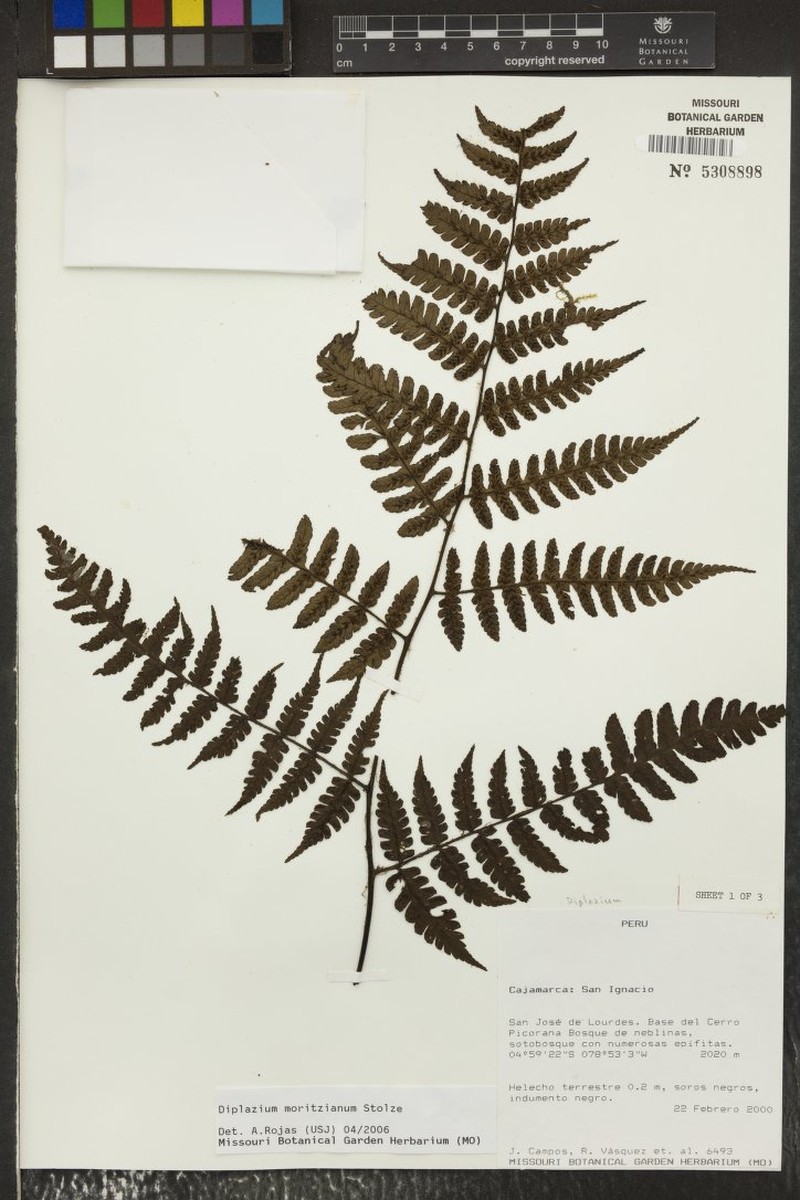 Diplazium moritzianum photo 2