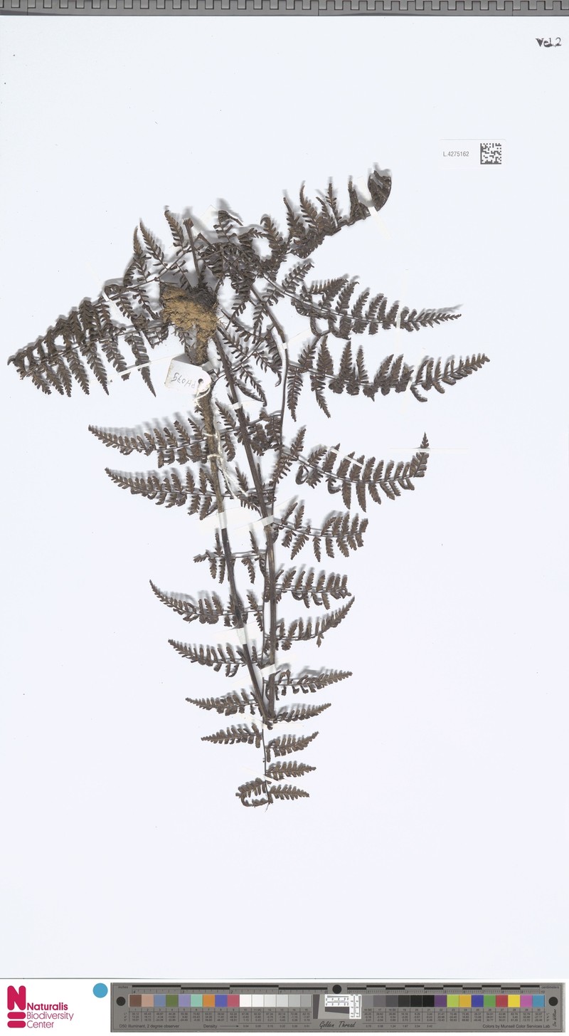 Diplazium moultonii