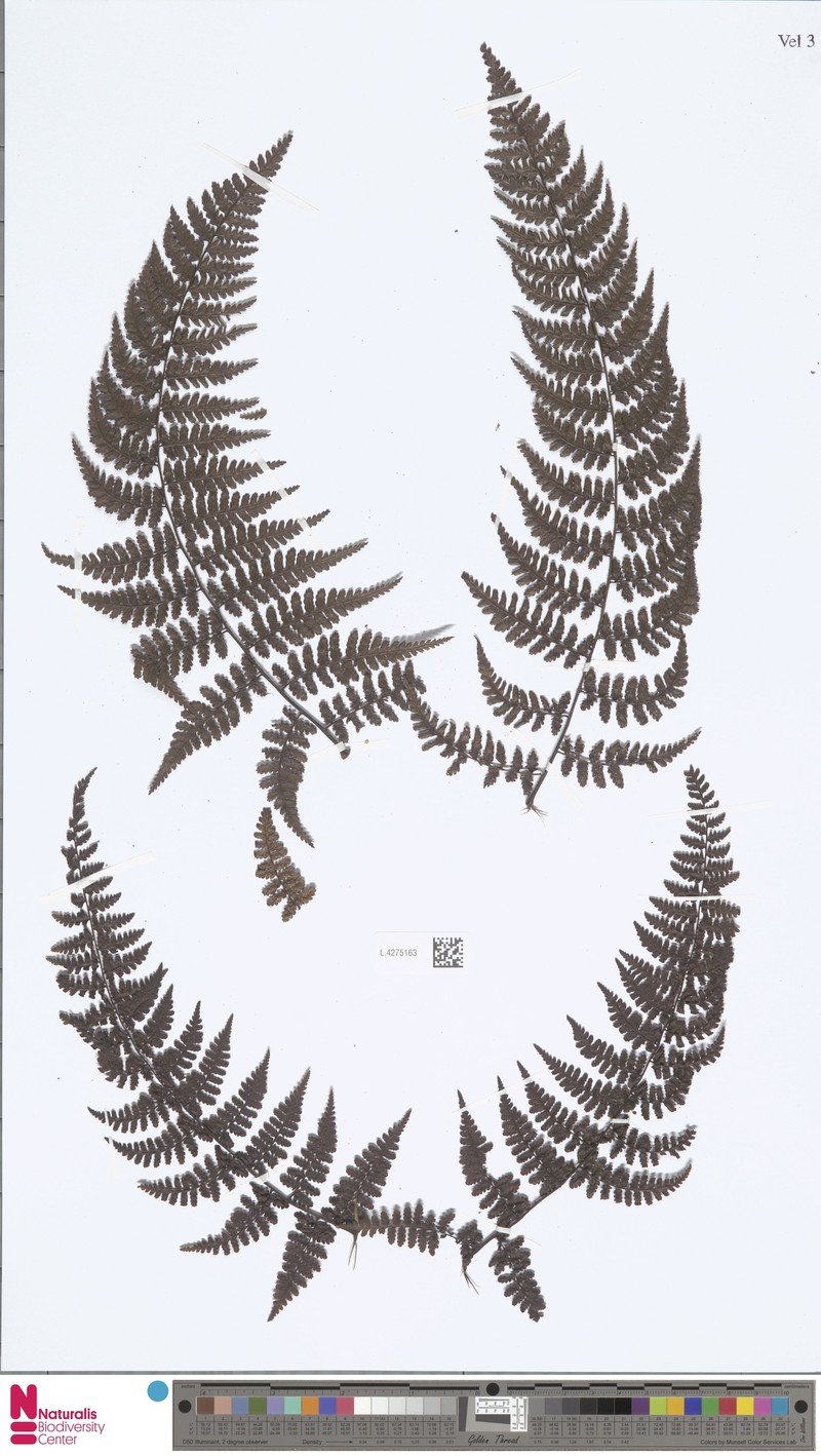 Diplazium moultonii photo 2