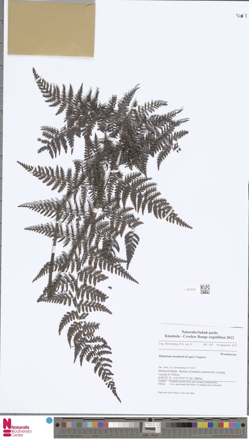 Diplazium moultonii photo 3