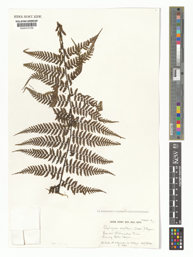 Diplazium moultonii photo 4