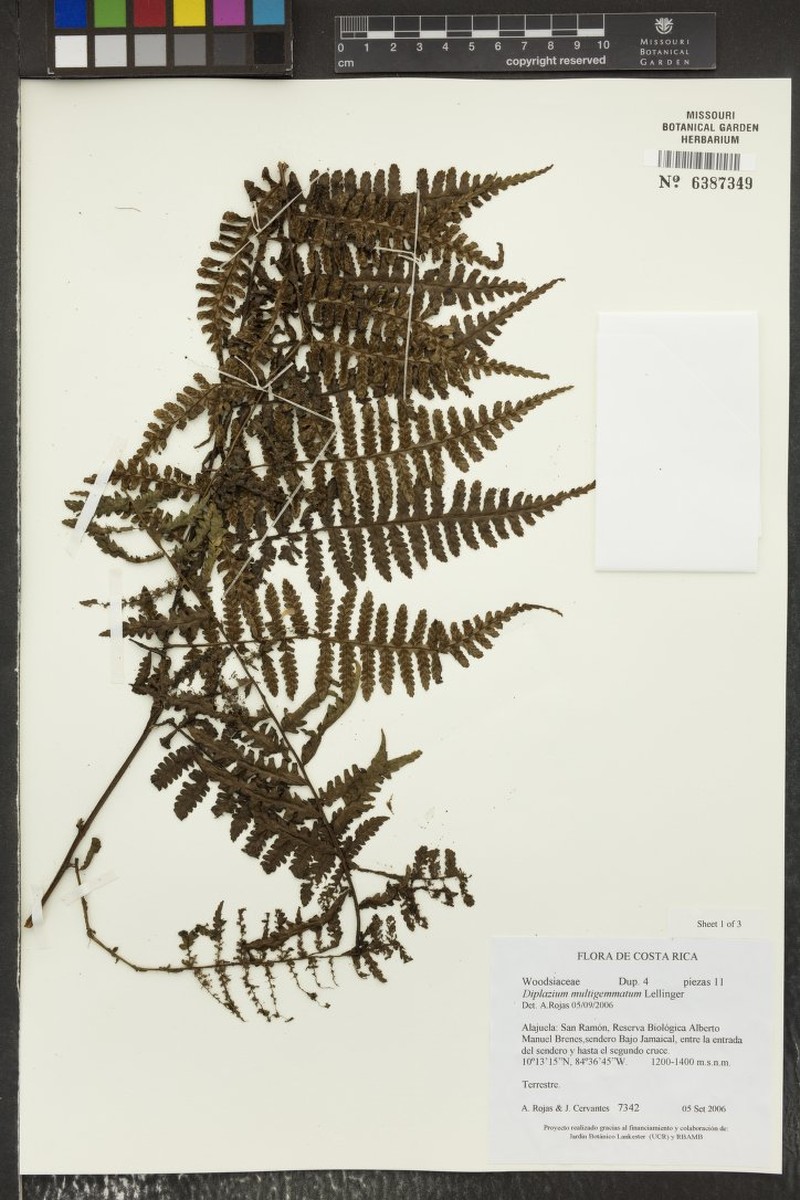 Diplazium multigemmatum