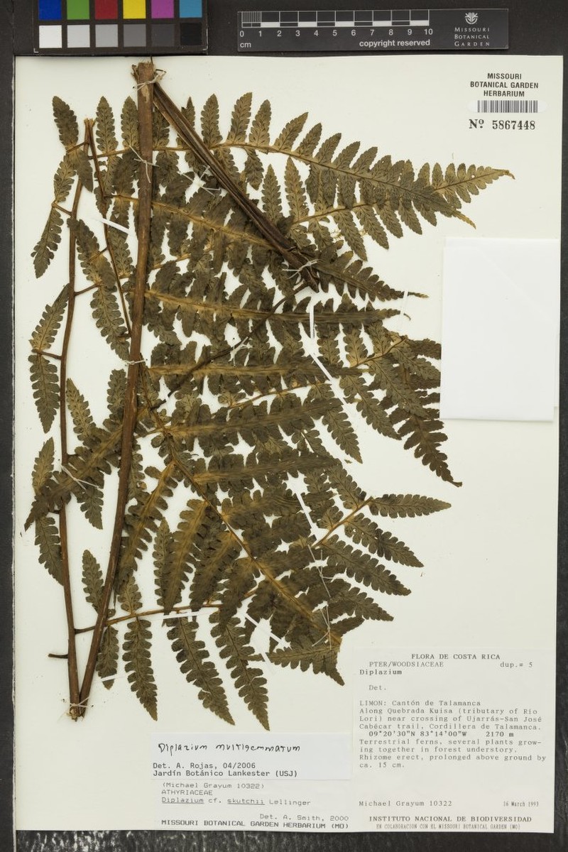 Diplazium multigemmatum photo 2