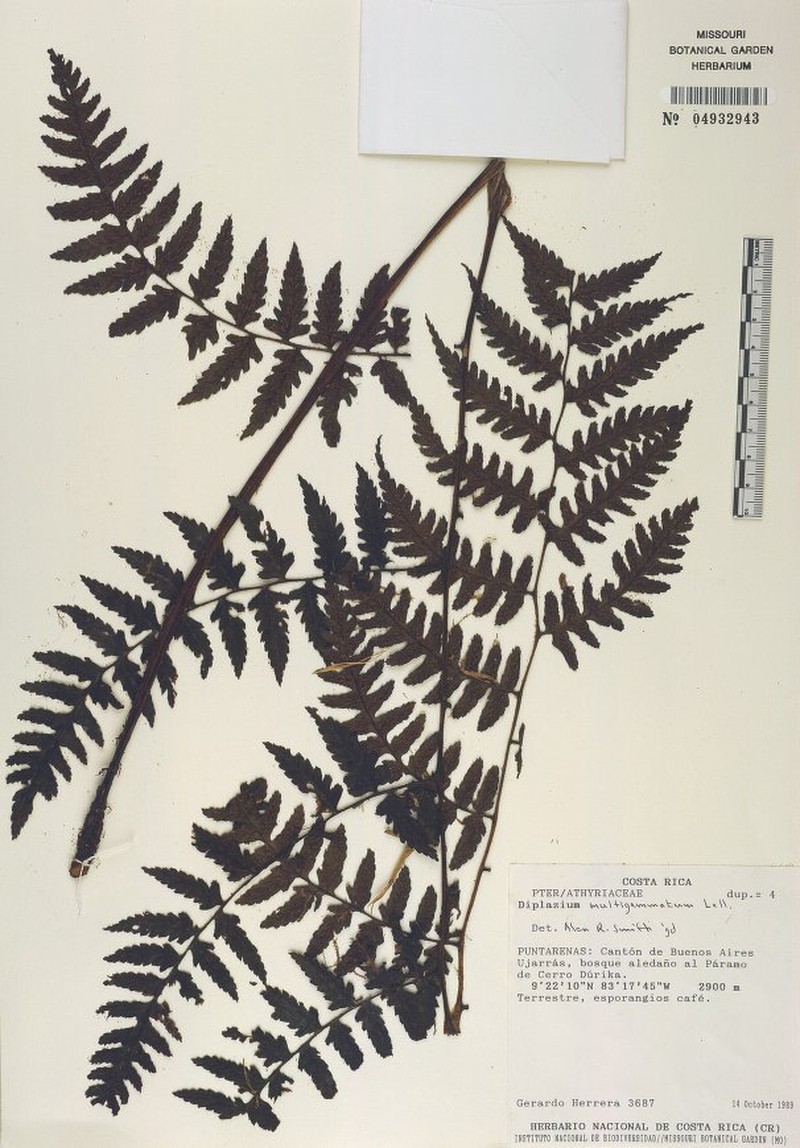 Diplazium multigemmatum photo 3