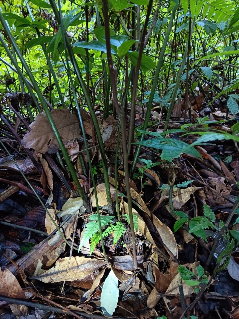 Diplazium muricatum