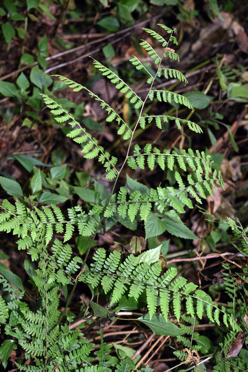 Diplazium muricatum photo 2
