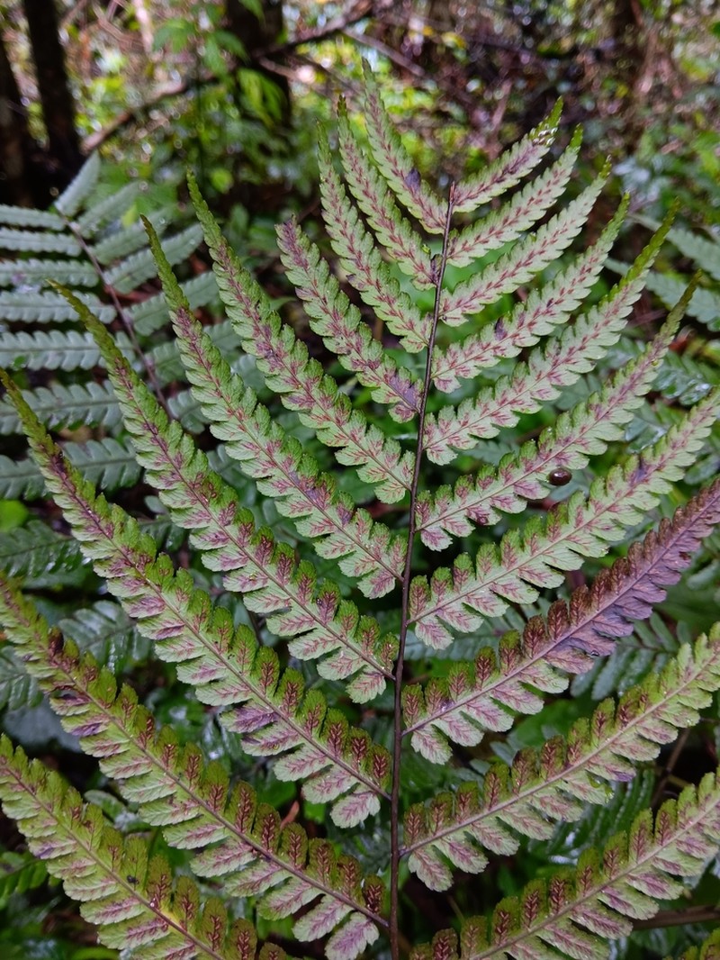 Diplazium muricatum photo 3