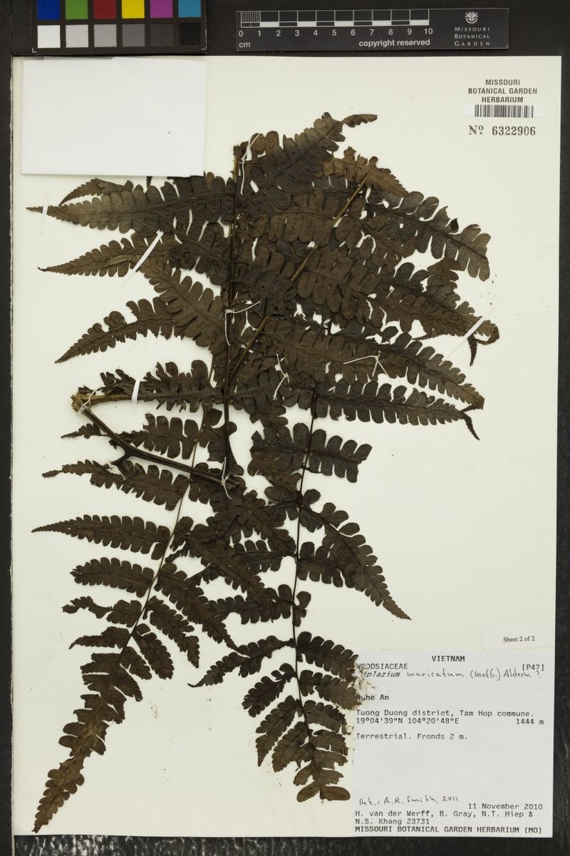 Diplazium muricatum photo 4