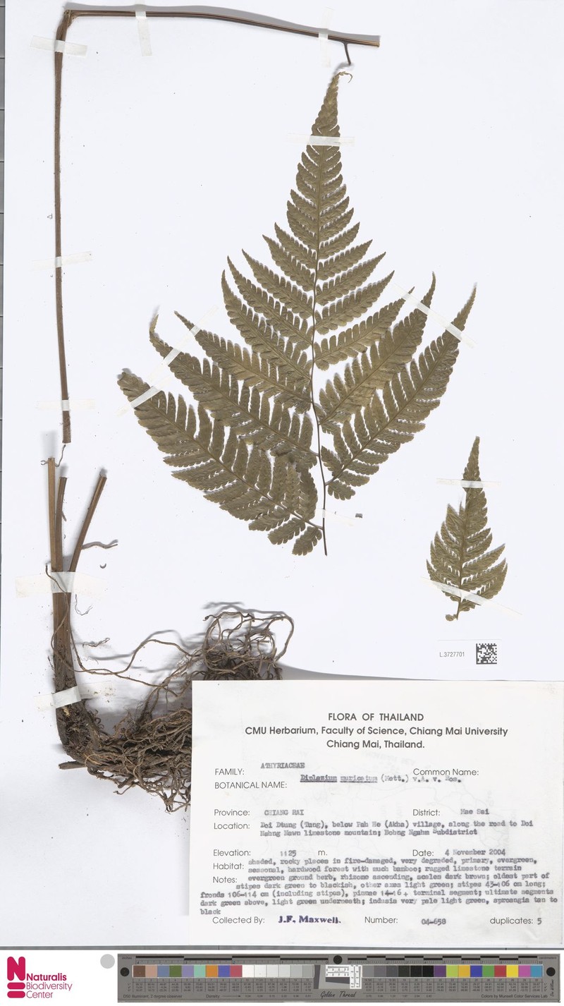 Diplazium muricatum photo 5