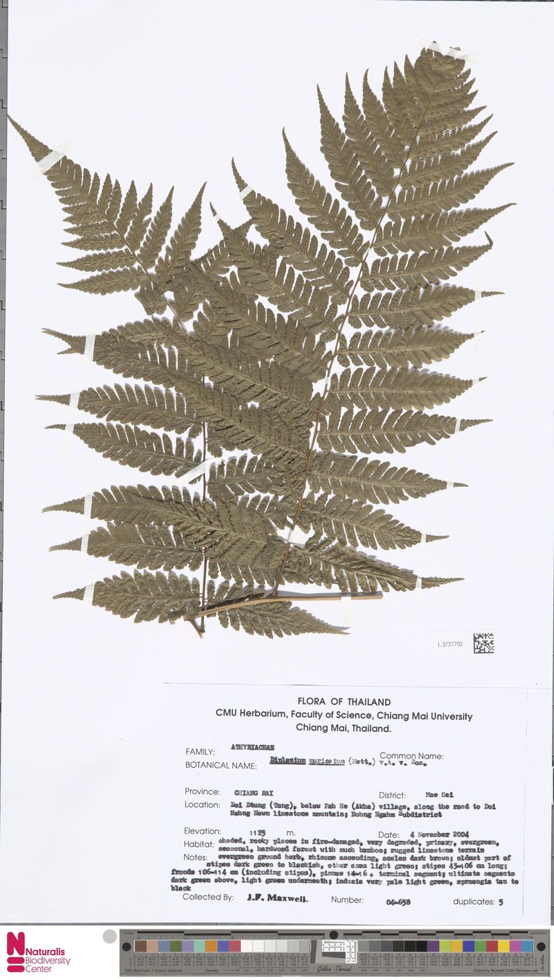 Diplazium muricatum photo 6