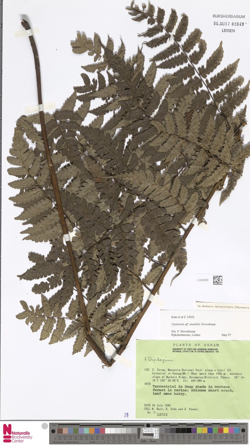 Diplazium murkele
