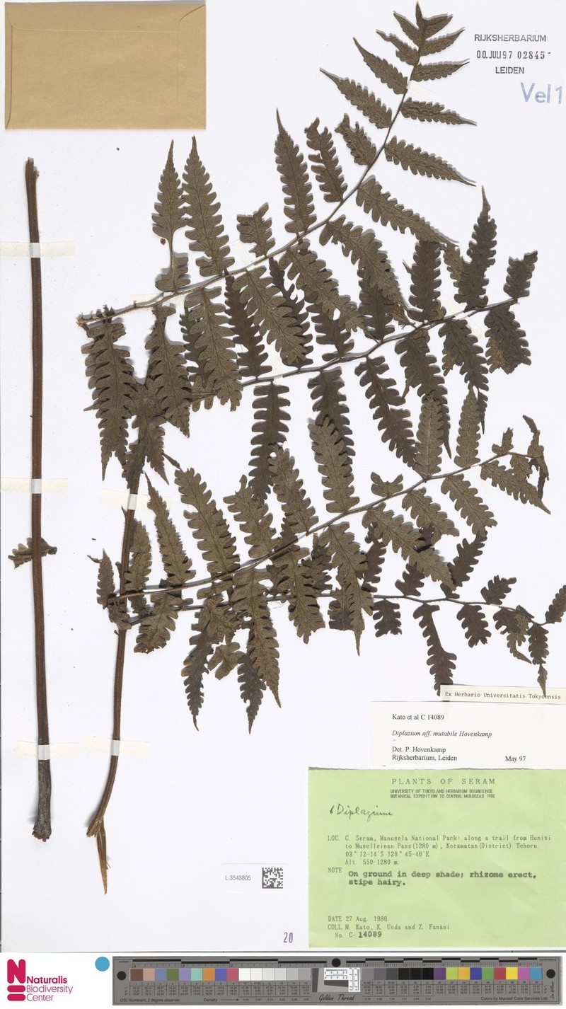 Diplazium murkele photo 4