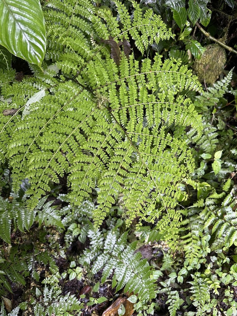 Diplazium myriomerum