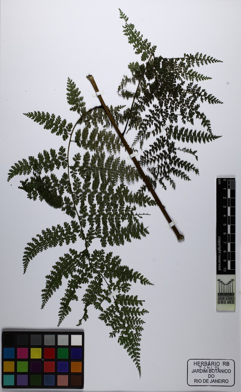 Diplazium myriomerum photo 2