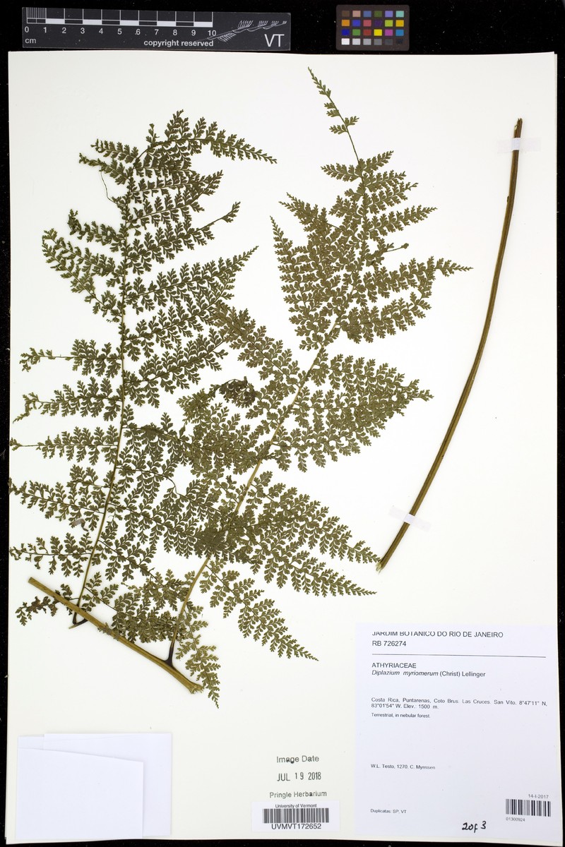 Diplazium myriomerum photo 3
