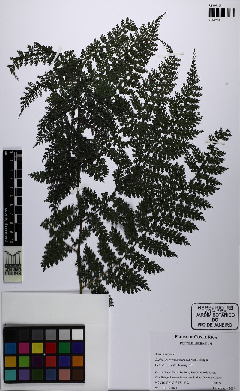 Diplazium myriomerum photo 4