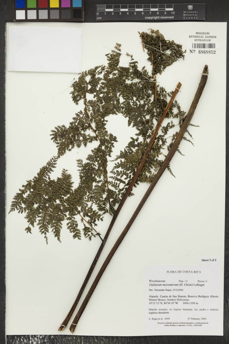 Diplazium myriomerum photo 5