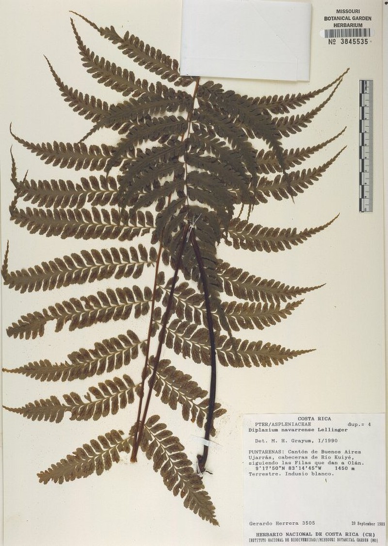 Diplazium navarrense