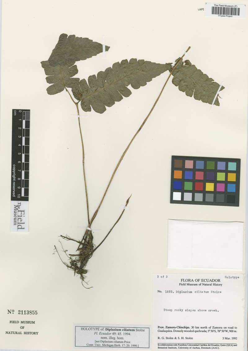 Diplazium navarretei