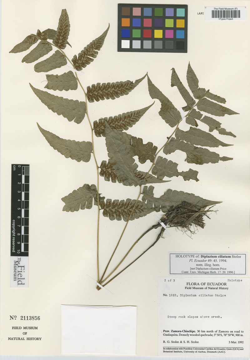Diplazium navarretei photo 2