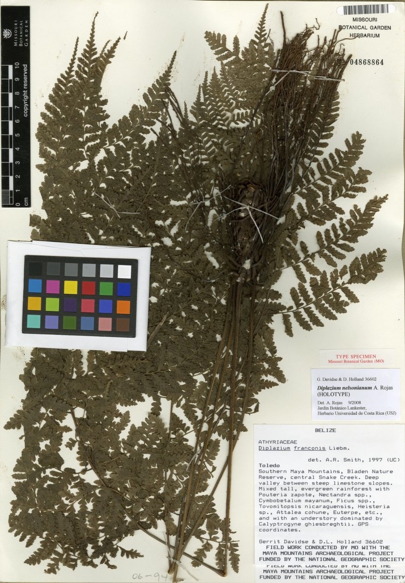 Diplazium nelsonianum