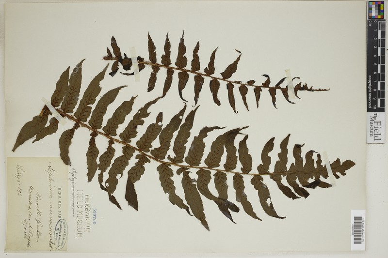 Diplazium nervosum
