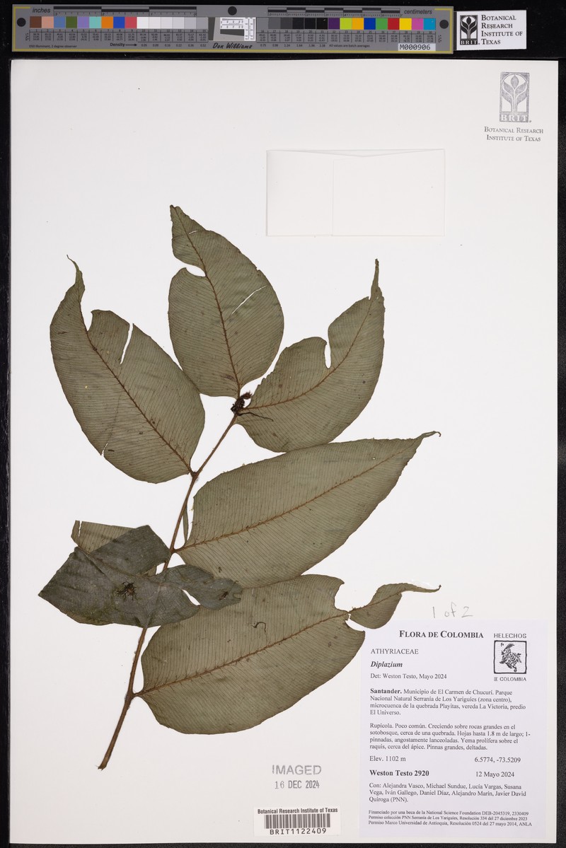 Diplazium nicotianifolium