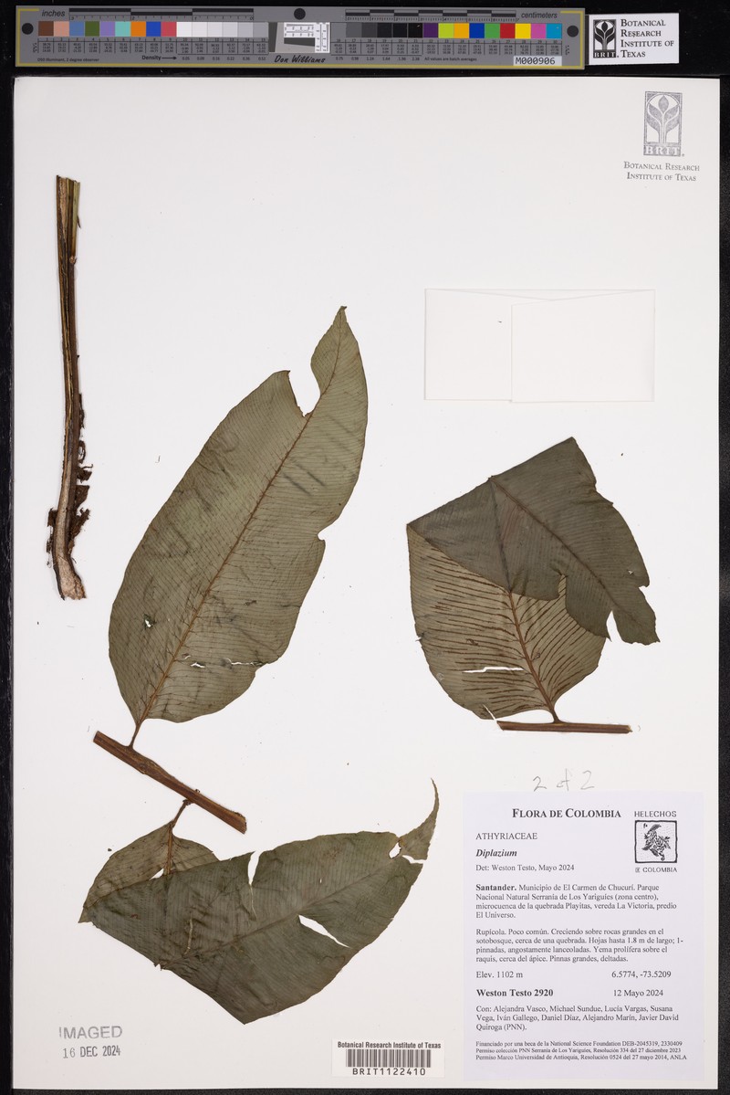 Diplazium nicotianifolium photo 2