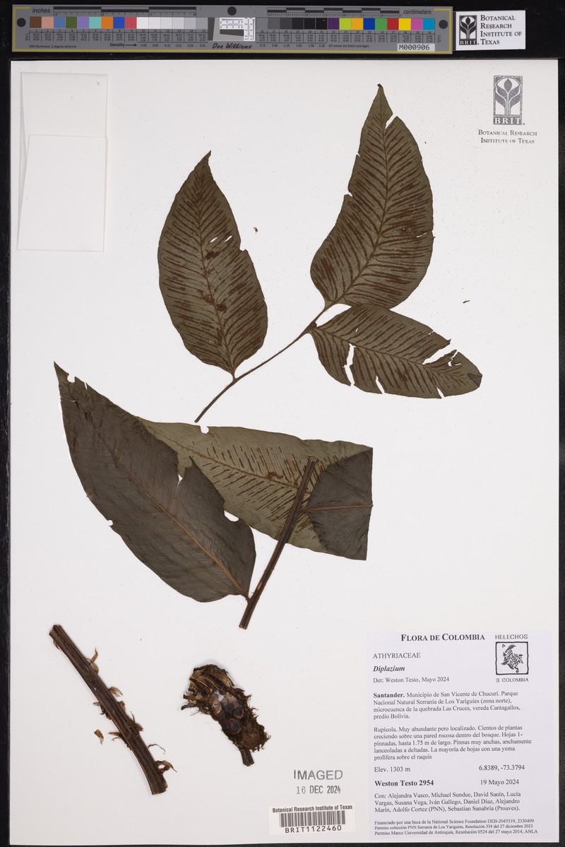 Diplazium nicotianifolium photo 3