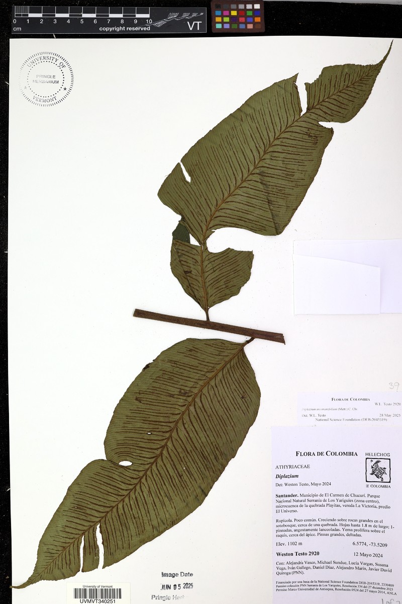 Diplazium nicotianifolium photo 4