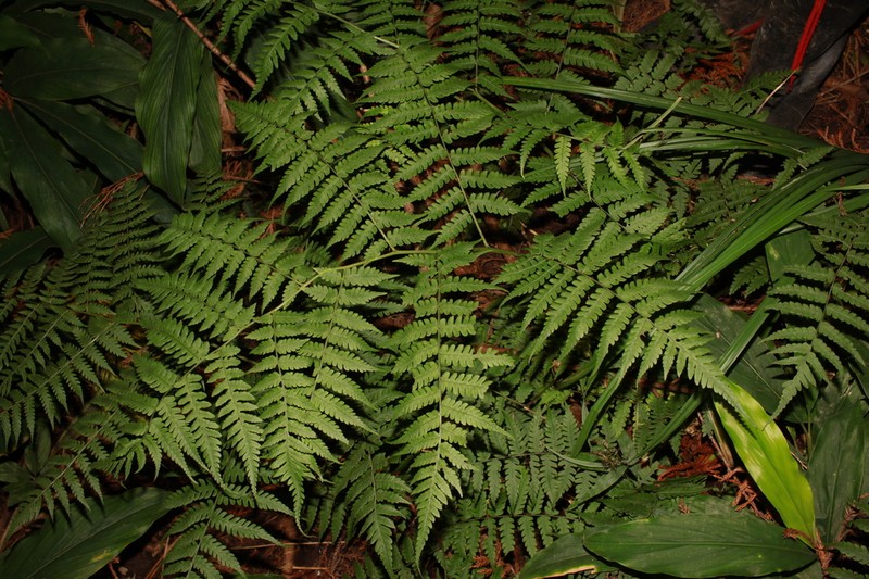 Diplazium nipponicum photo 3