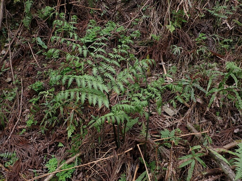 Diplazium nipponicum photo 6