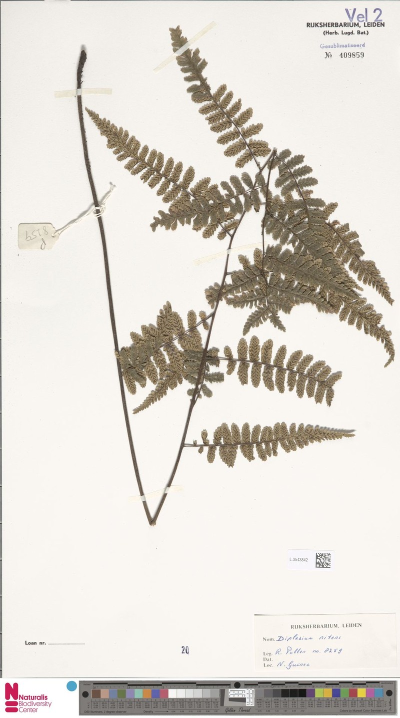 Diplazium nitens