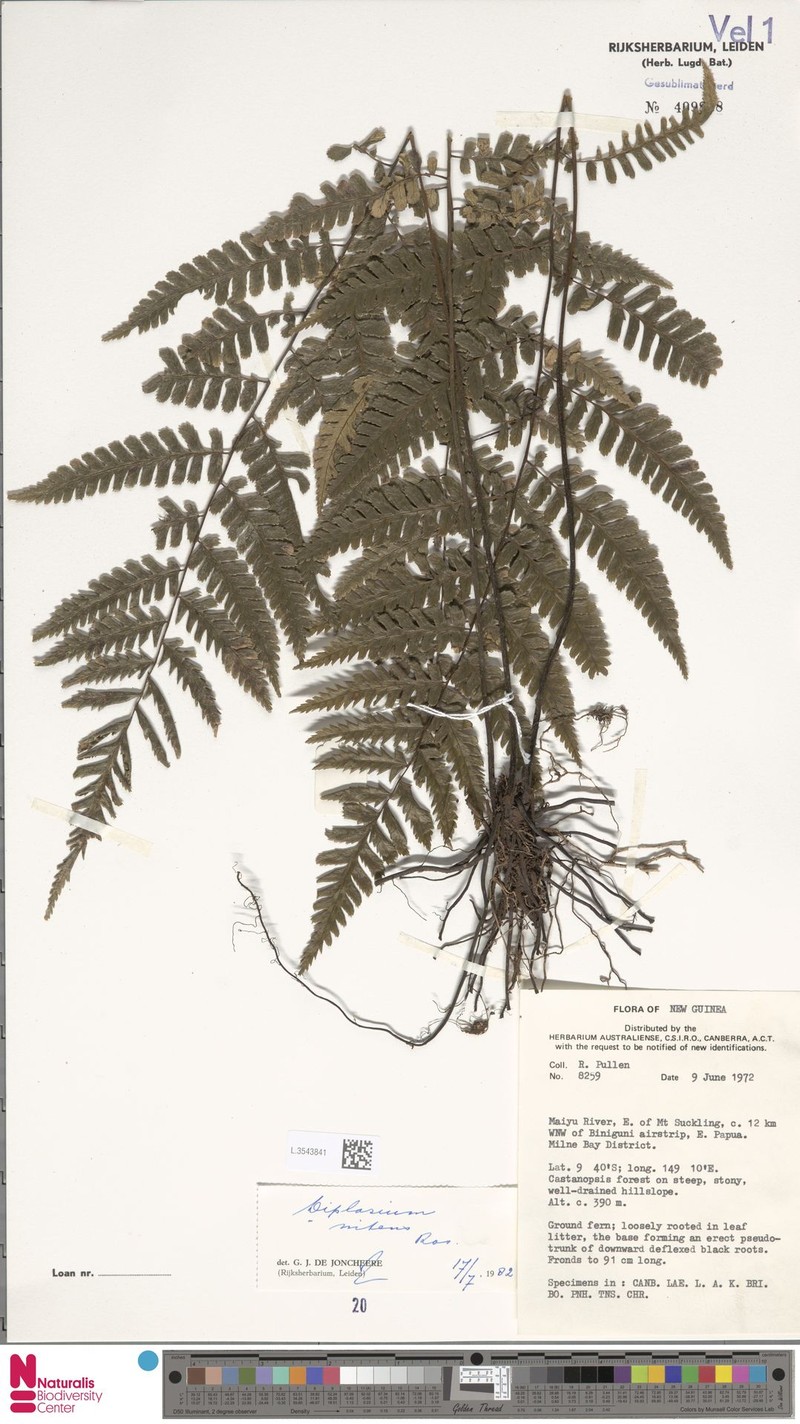 Diplazium nitens photo 2