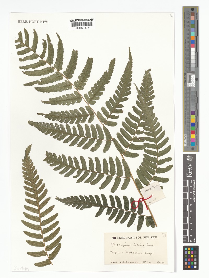 Diplazium nitens photo 3