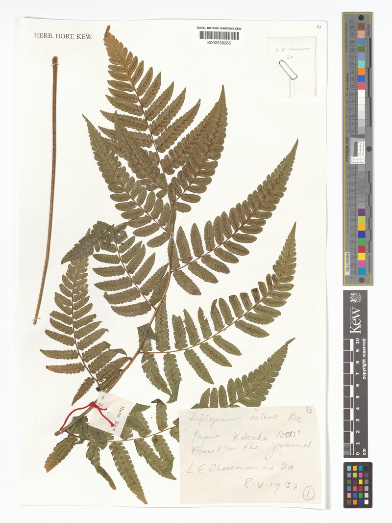 Diplazium nitens photo 4