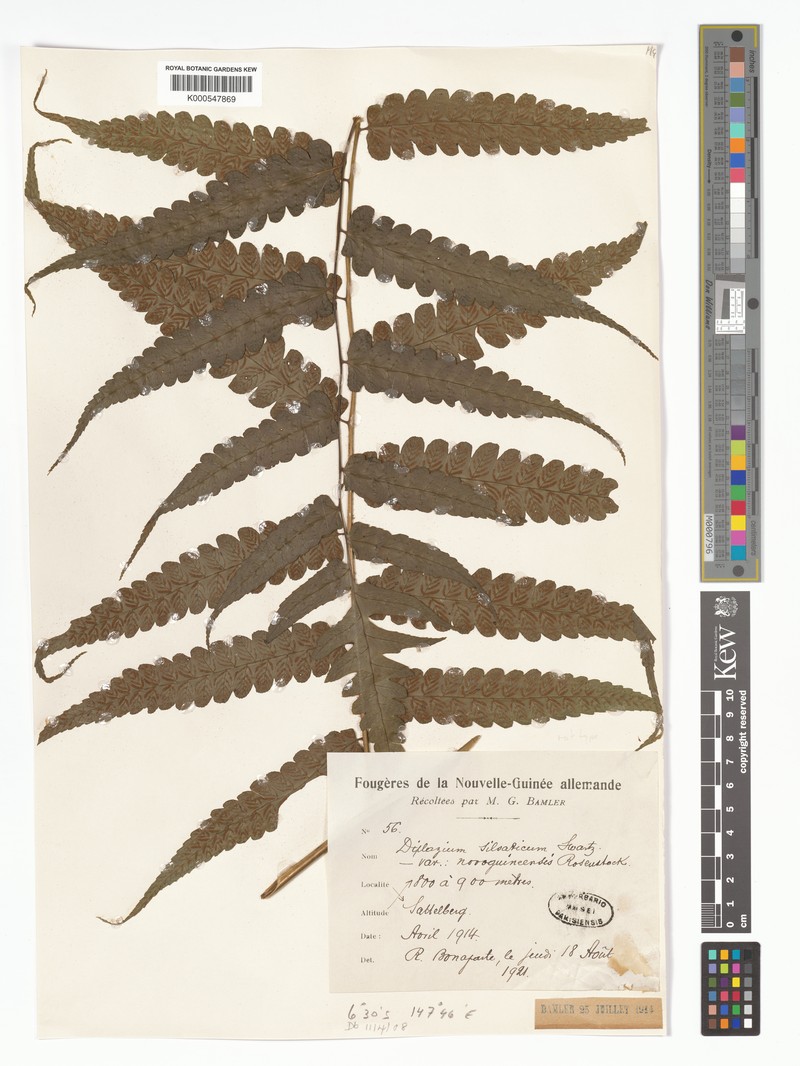 Diplazium novoguineense