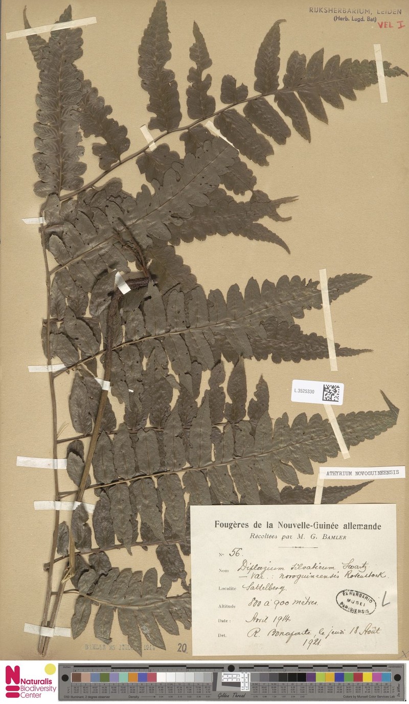 Diplazium novoguineense photo 2
