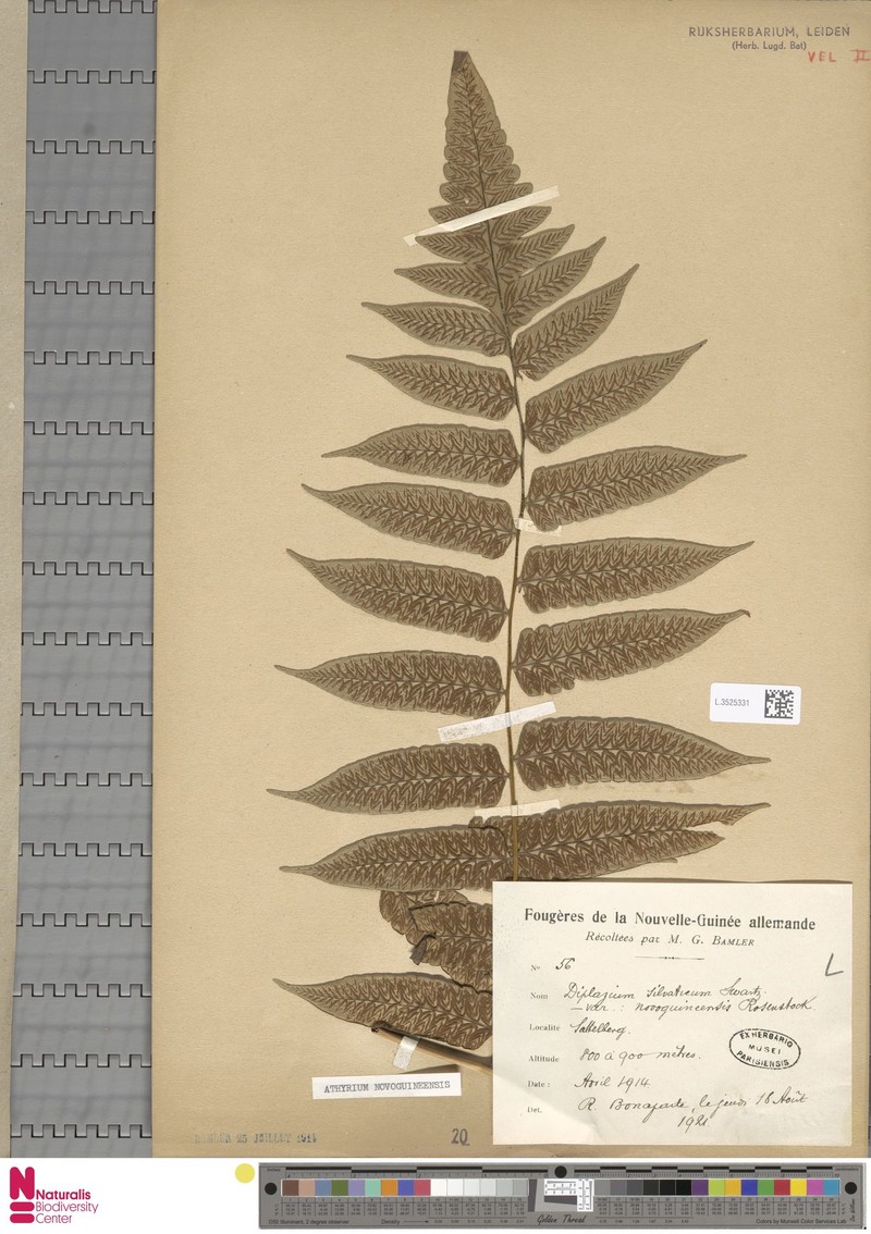 Diplazium novoguineense photo 3